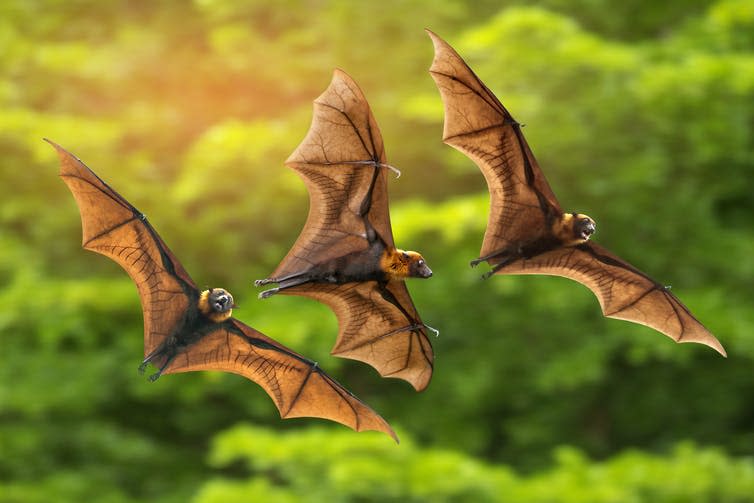 Three bats flying above trees.