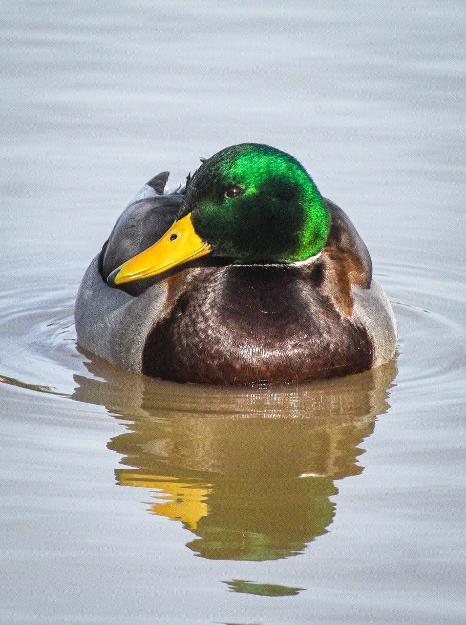 Birding can be fun and productive in winter in Ohio, where over 40 species of waterfowl can be found, including the this mallard who lives at Clyde Community Park.