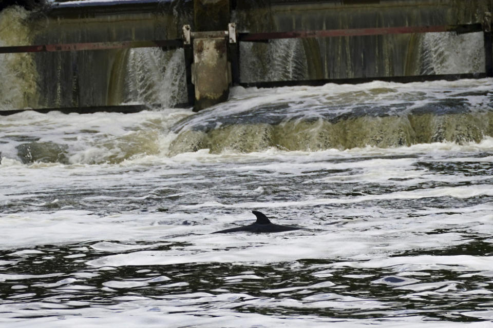 A Minke whale, which was freed on Sunday after it became stuck on Richmond lock's boat rollers but has remained in the Thames, is seen near Teddington Lock in London, Monday, May 10, 2021. A Port of London Authority spokesperson said a whale had never been seen this far up the Thames before, some 95 miles from its mouth. (Yui Mok/PA via AP)