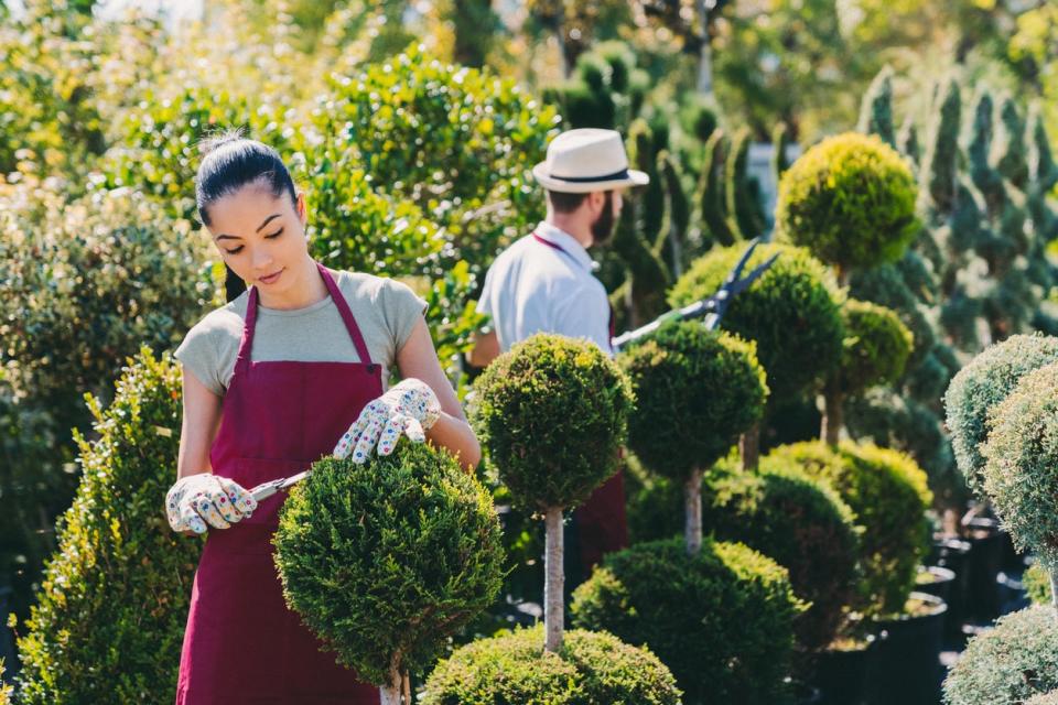 A man and a woman prune trees. 