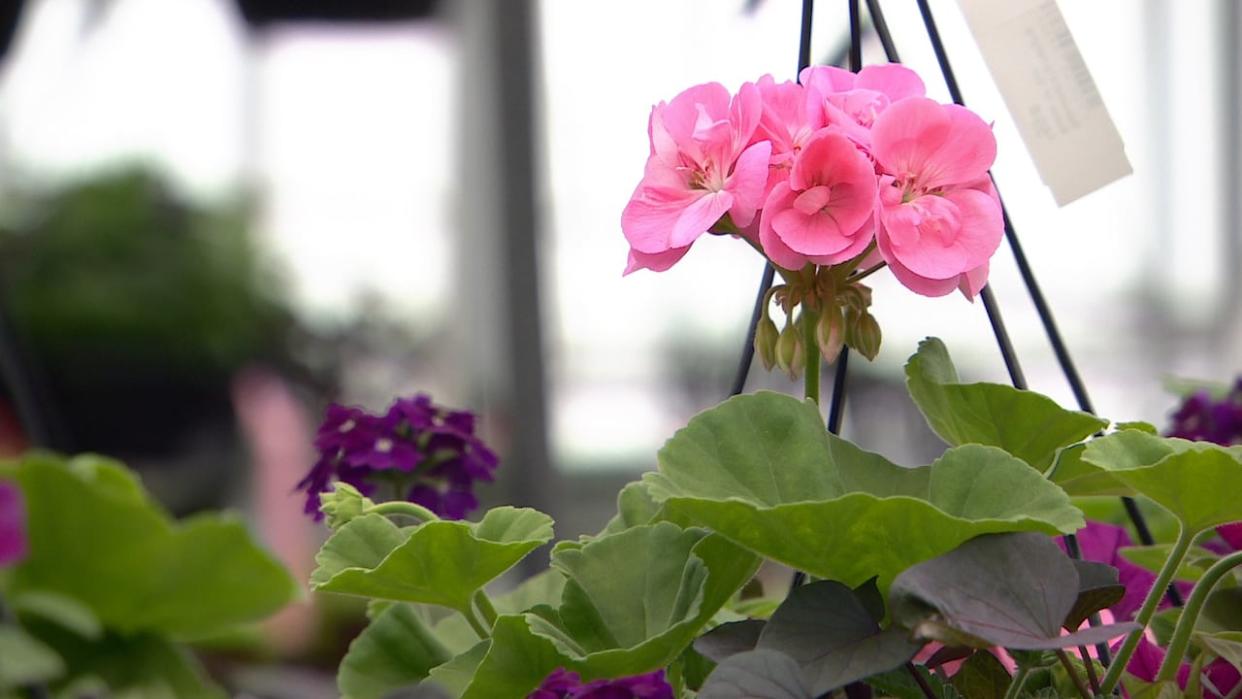 Expert Jill Van Duyvendyk advises bringing out your potted plants during the day when it's sunny and warm, but still taking them back indoors at night. (Chanss Lagaden/CBC News - image credit)