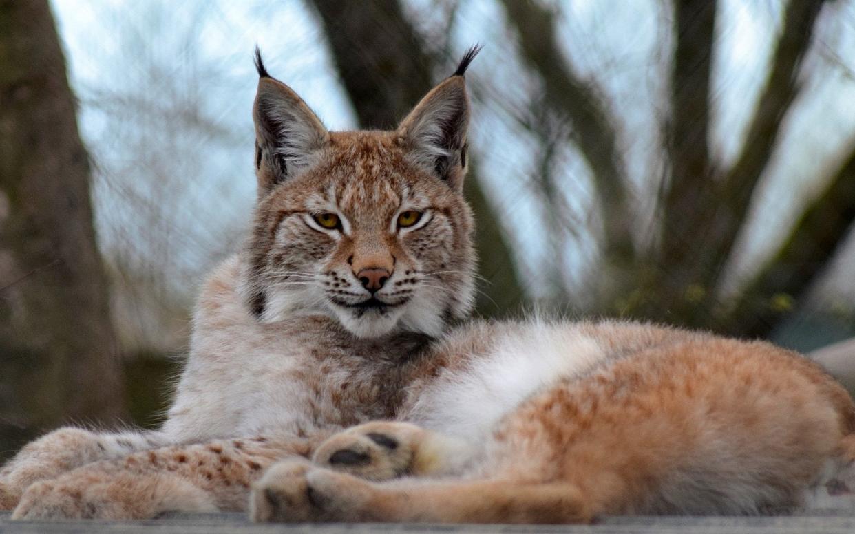 Lilleth, the escaped lynx, who was killed  - WALES NEWS SERVICE