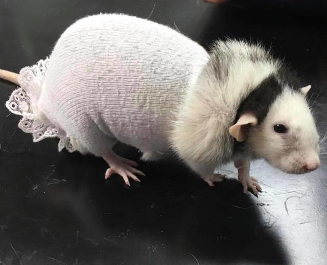 A white pet rat dressed in a baby sock on a black table. 