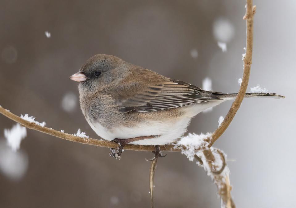 A female dark-eyed junco, or snowbird