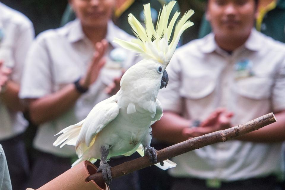 Jurong Bird Park’s oldest cockatoo, Big John, is older than the park itself as he was already an adult when the park first opened in 1971. The pioneer bird will make special appearances at the JBP50 edition of the High Flyers Show. (PHOTO: Wild Reserves Singapore)