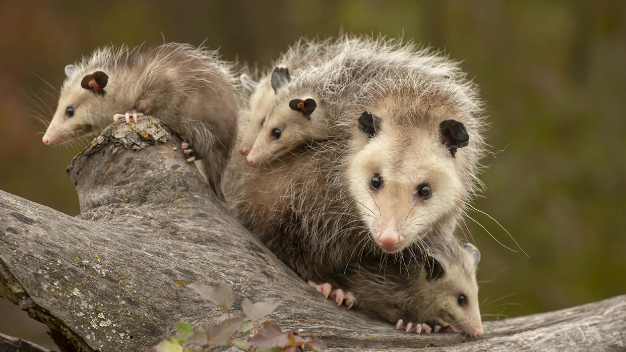 Virginia Opossum mother and babies on log in autumn