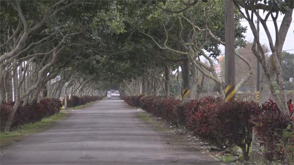 鳳林溪畔種大片黃色波斯菊 金黃花海超吸睛