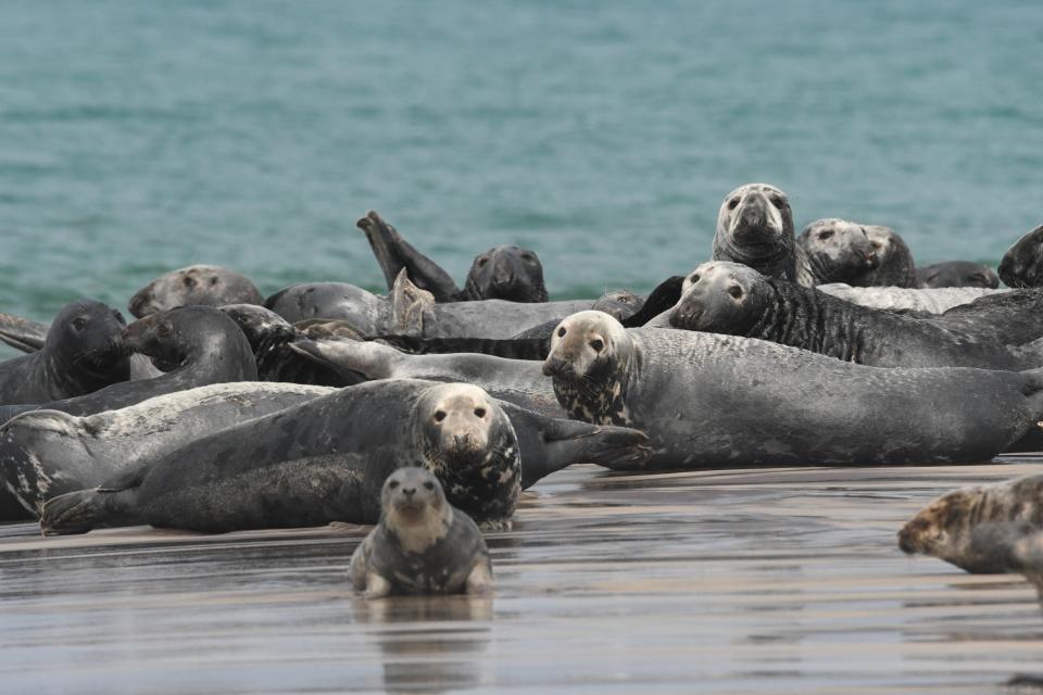 Grey seals on Sable Island (via REUTERS)