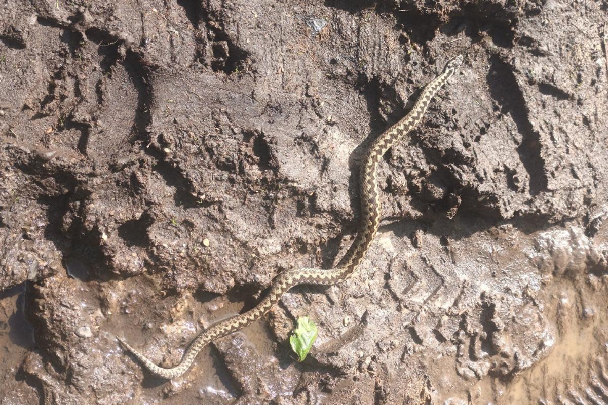 Residents advised to 'take care' after adders spotted in Berkshire <i>(Image: Simon Kirby)</i>