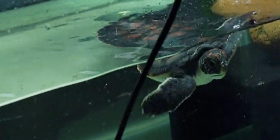 Rescued turtle who pooped plastic for six days