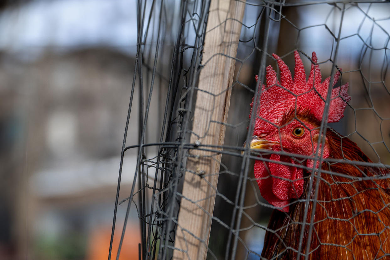 Rooster chicken cage Texas Brandon Bell/Getty Images