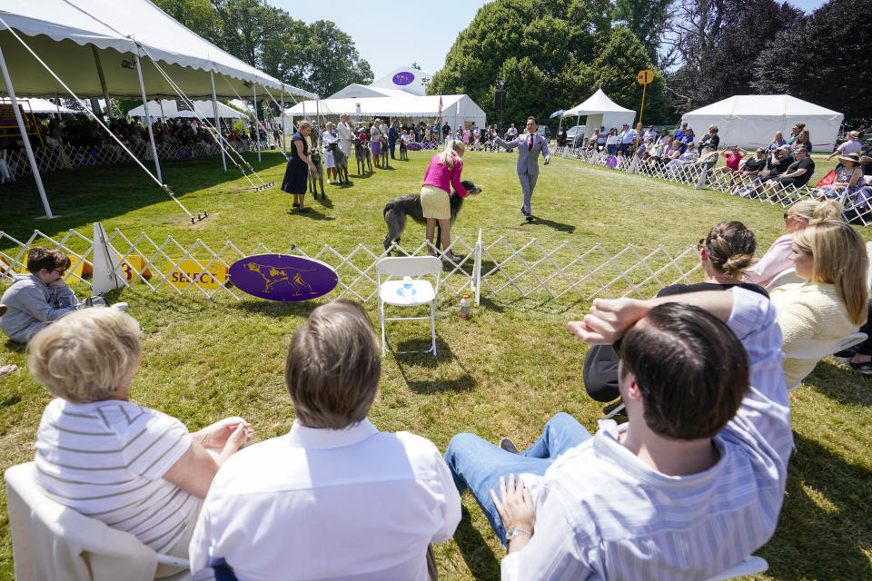 Spectators watch Scottish deerhounds compete in the ring during the 146th Westminster Kennel Club Dog show, Monday, June 20, 2022, in Tarrytown, N.Y. (AP Photo/Mary Altaffer)