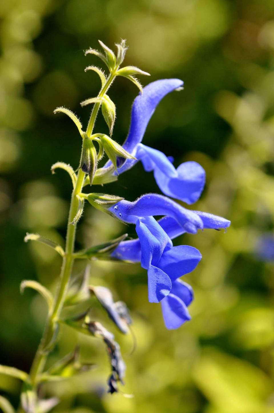 Salvia