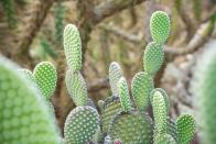 <p>Taking the second spot is the Bunny Ear Cactus, which gets its name from the fact that it does in fact look like the ears of a rabbit. With an increase of 1,985 per cent, we're certain to see more of these unique plants around homes (and on Instagram feeds). <br></p><p><a class="link " href="https://go.redirectingat.com?id=127X1599956&url=https%3A%2F%2Fwww.etsy.com%2Fuk%2Flisting%2F851798352%2Fsucculent-opuntia-microdasys-albata-live&sref=https%3A%2F%2Fwww.housebeautiful.com%2Fuk%2Fgarden%2Fplants%2Fg34571764%2Ftrending-houseplants%2F" rel="nofollow noopener" target="_blank" data-ylk="slk:BUY NOW VIA ETSY;elm:context_link;itc:0;sec:content-canvas">BUY NOW VIA ETSY </a></p>
