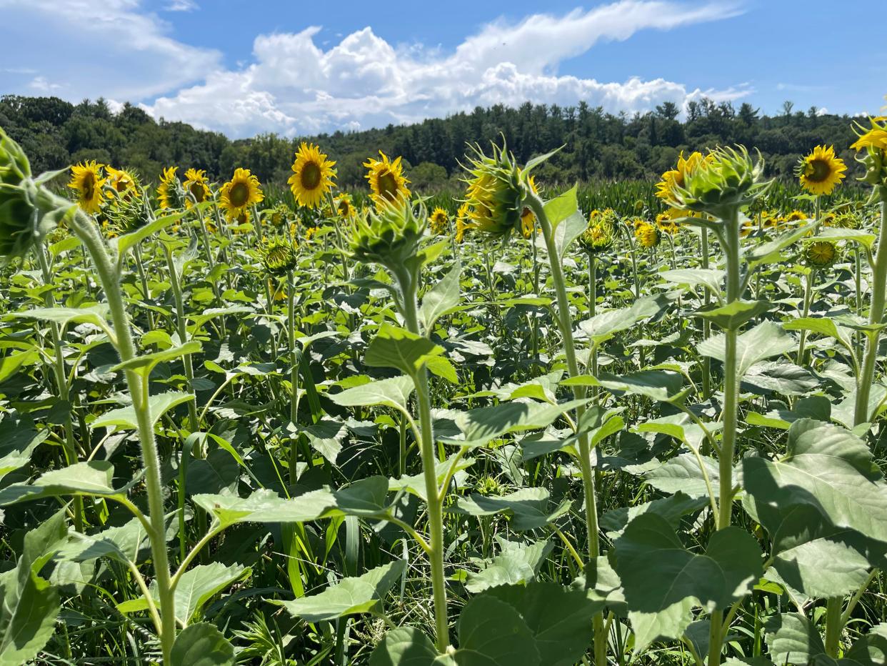 Sunflowers at Biltmore Estate