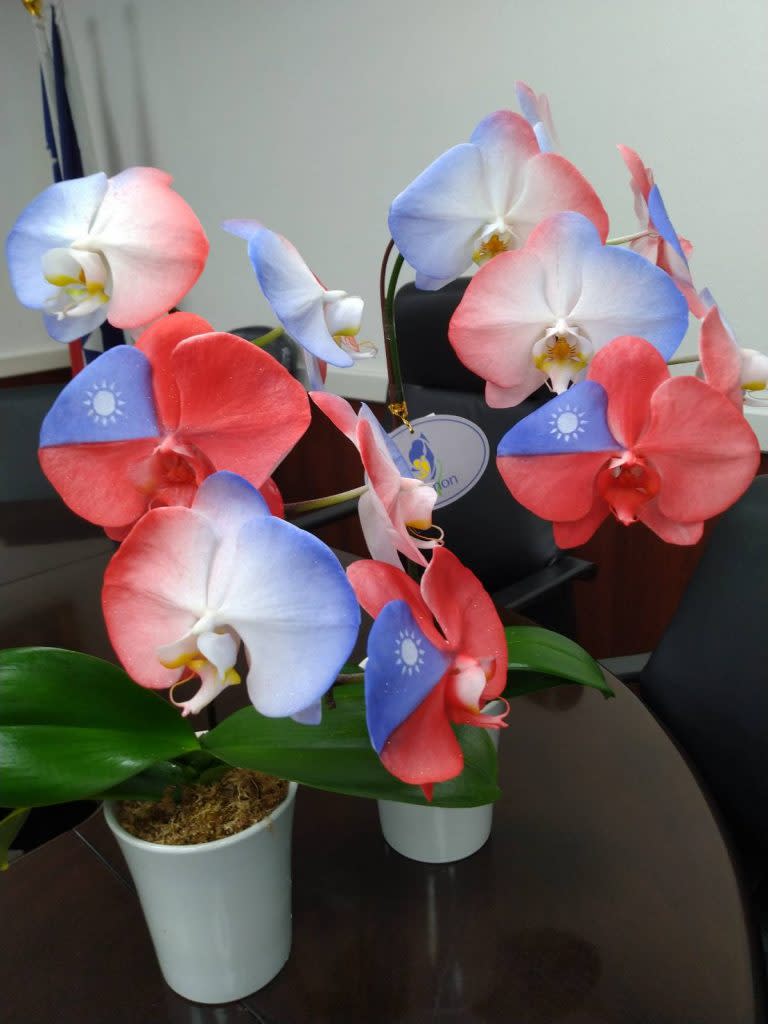 台南藍軍聯合蘭花業者開發國旗蘭花，顏色渲染自然栩栩如生。 　　 （記者林雪娟攝）