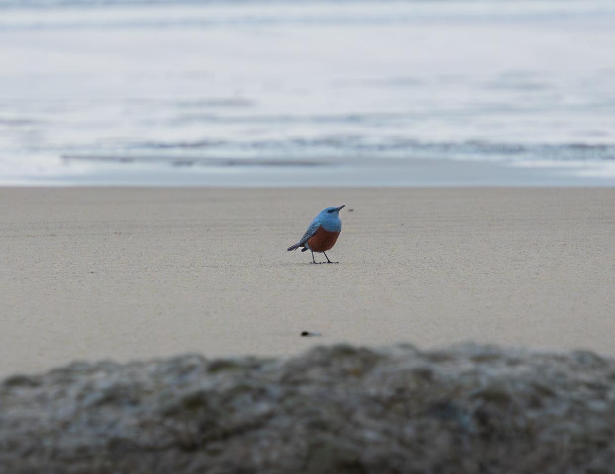 This bird photographed by middle school band teacher Michael Sanchez in Oregon is believed to be a blue rock thrush, a bird rare to not only Oregon, but the United States.