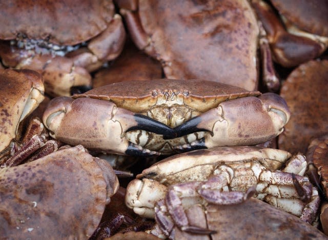 Crabs are processed at the fishing port at Bridlington Harbour in Yorkshire (Danny Lawson/PA)