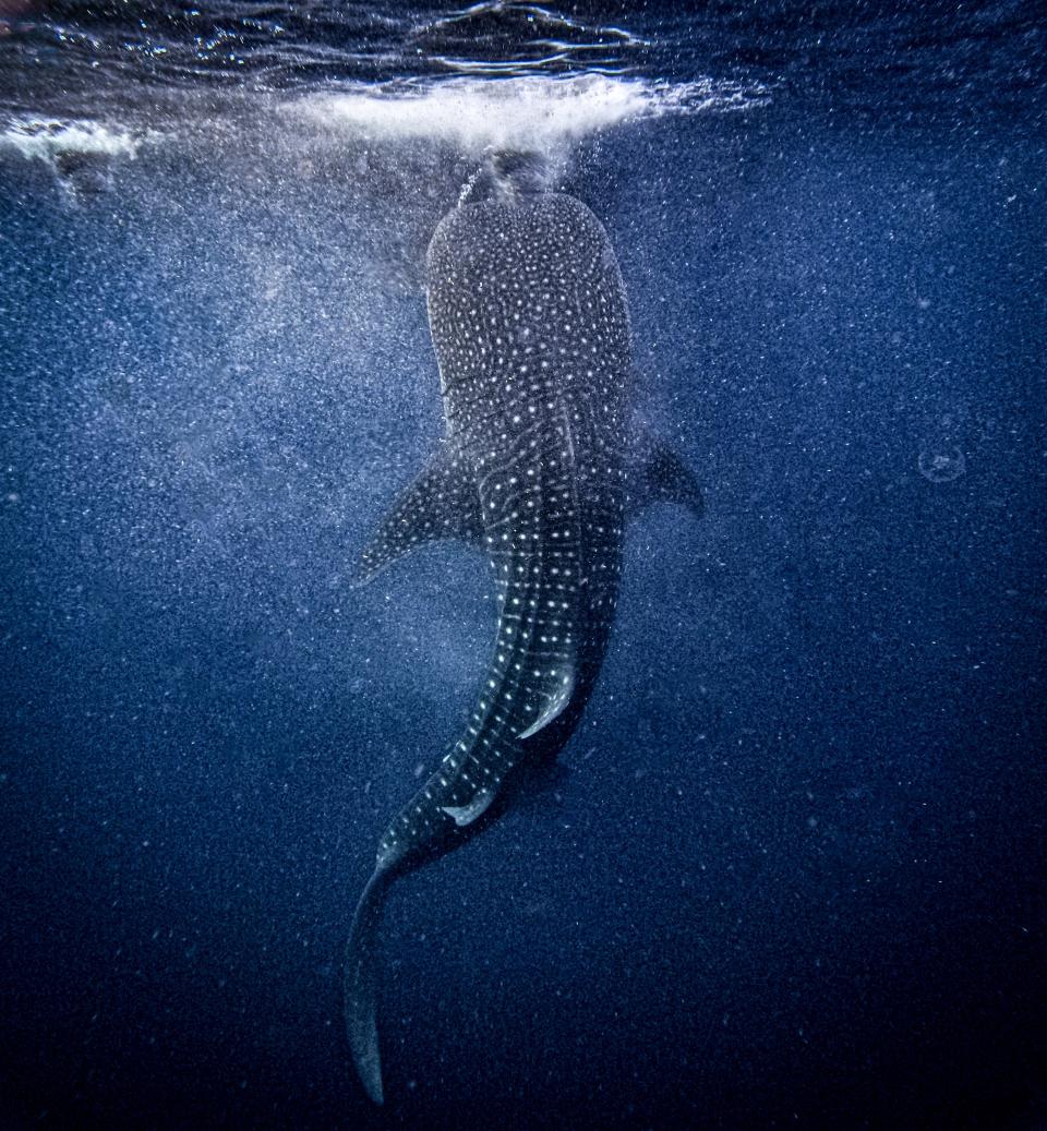 A whale shark swims underwater, facing the ocean surface. Its body is covered with distinctive white spots and stripes