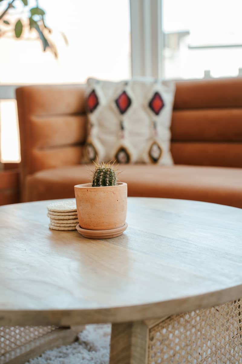 Small cactus on living room coffee table.