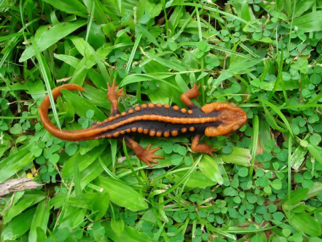 The newt Tylototriton anguliceps was found in Thailand (Picture: WWF)