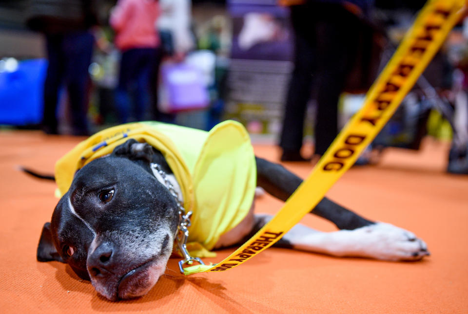 BIRMINGHAM, ENGLAND - NOVEMBER 03: Dodger the Therapy Dog at The National Pet Show at NEC Arena on November 03, 2018 in Birmingham, England. (Photo by Shirlaine Forrest/WireImage)