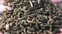 How to turn compost into food — through maggots