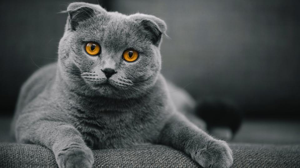 Scottish fold cat