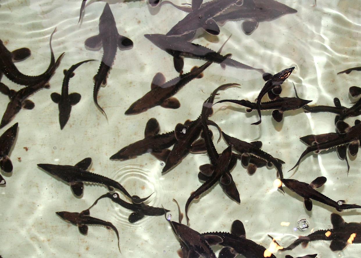 Young lake sturgeon swim in a rearing tank at Riveredge Nature Center in Saukville. The fish were raised from eggs and are scheduled to be released into the Milwaukee harbor as part of a sturgeon restoration project.