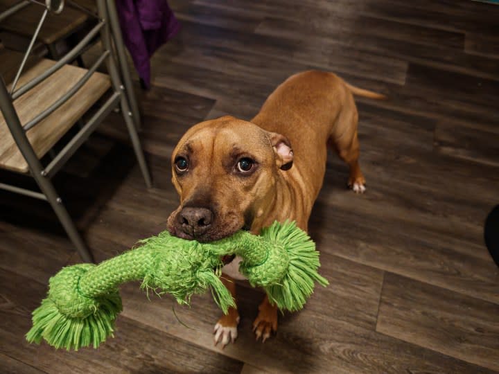 A photo of a dog with a chew toy in his mouth, taken with the Honor Magic 6 RSR.