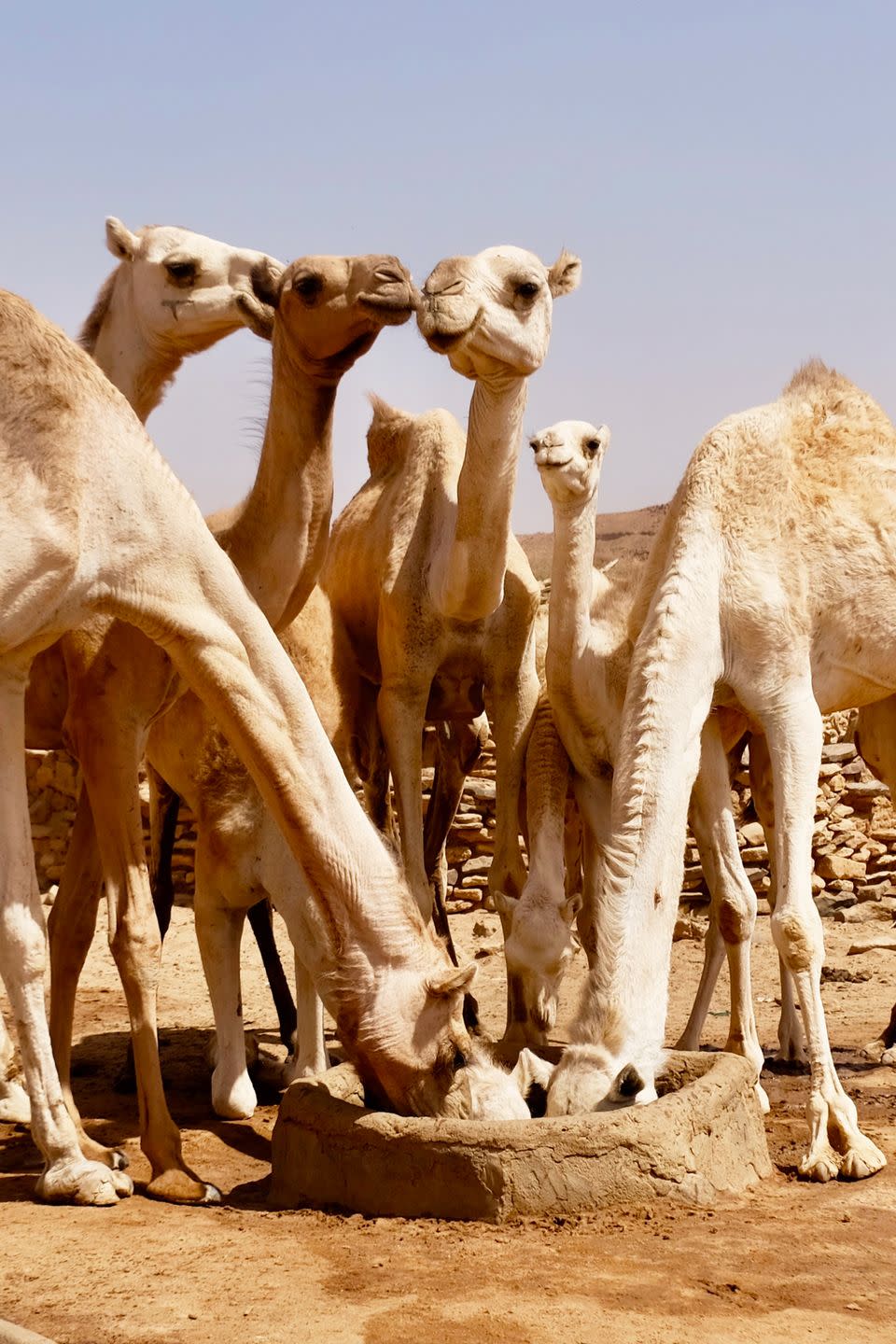 21) Arabian camels drink a ton of water