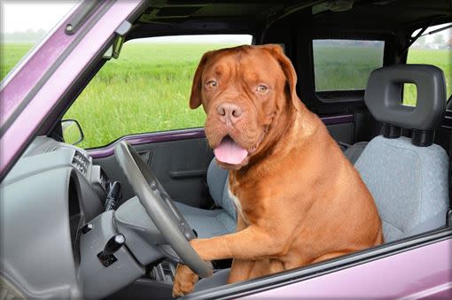 飼主粗心將狗反鎖在車內。（示意圖／翻攝自Pixabay）