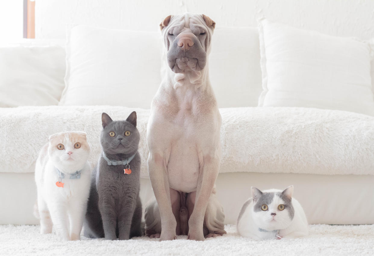 Cats and dogs standing together