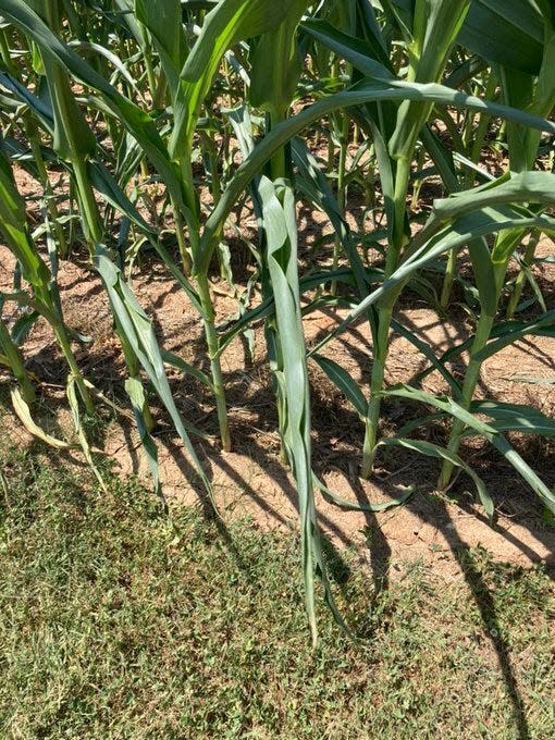 Folded corn leaves from little water supply.