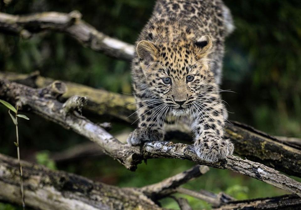 Amur Leopard