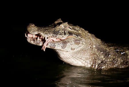 A yacare caiman eats beef offal in a pond at the San Jorge ranch in General Diaz, Paraguay, August 14, 2016. REUTERS/Jorge Adorno