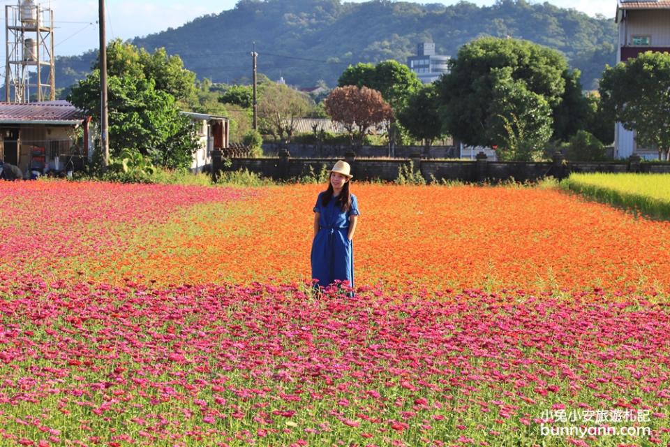 2019桃園花彩節大溪展區，夢幻花海迷宮、彩虹花田浪漫登場