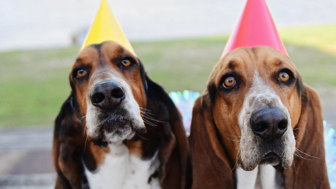 two dogs wearing party hats
