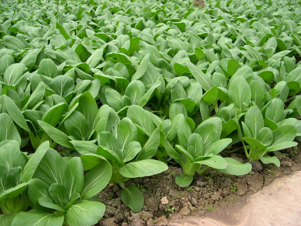 An undated photo shows pak choi plants growing at Cherry Farms in Cambridgeshire. Pak choi Chinese cabbage is one of many exotic foods now grown in Britain as consumers worry about the environment and imported food air miles. To match feature FOOD-BRITAIN/LOCAL     REUTERS/Amie Ferris-Rotman   (BRITAIN)