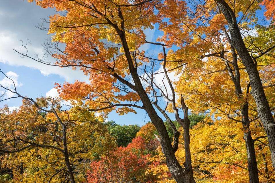 Potomac Eagle Scenic Railroad