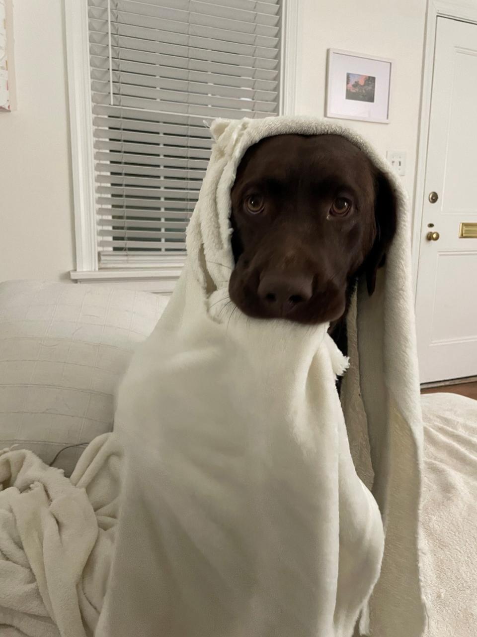 Trending Reporter Gabe Hauari's dog, Lola, holding her favorite blanky.