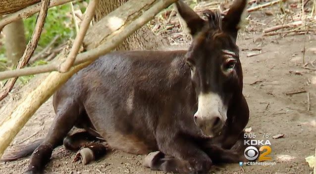 Teens attacked the donkey after it screamed out. Source: KDKA