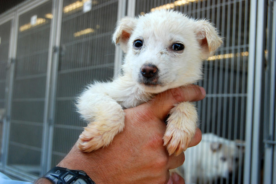 This image provided by the San Bernardino County Animal Shelter in San Bernardino, Calif., shows a dog held by Supervising Animal Control Officer Doug Smith at the shelter on Friday, July 5, 2013. The animal was one of more than 130 dogs seized from a hoarder two weeks ago. The animals had been living in one large pack for years without proper food, medical care or human interaction, officials said. They can only be released to rescue groups because of the costly and extensive medical care and behavior work they need. (AP Photo/San Bernardino County Animal Shelter, C.L. Lopez)