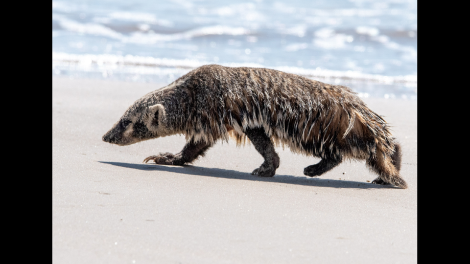 The badger seemed to be hunting for crabs and other small prey.