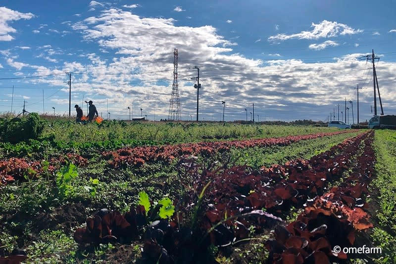 「Ome Farm Kitchen」食材來自位在東京都青梅市的自家農田，以有機方式栽培出各類蔬菜。   圖：Ⓒomefarm／提供