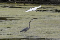 A great egret flies above a great blue heron in a wetland inside the Detroit River International Wildlife Refuge in Trenton, Mich., on Oct. 7, 2022. The refuge consists of 30 parcels totaling 6,200 acres (2,509 hectares), including islands, wetlands and former industrial sites. It is an example of rewilding, which generally means reviving natural systems in degraded locations. (AP Photo/Carlos Osorio)