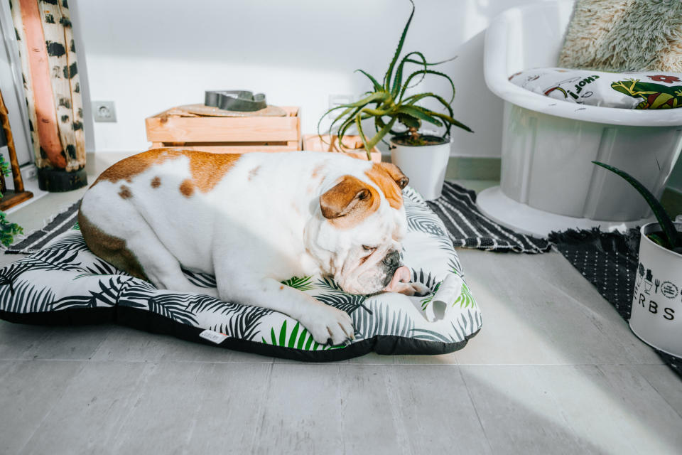 Before you head back to the office, create a safe, comfy place where your pet can have some relaxing alone time.  (Photo: Carol Yepes via Getty Images)