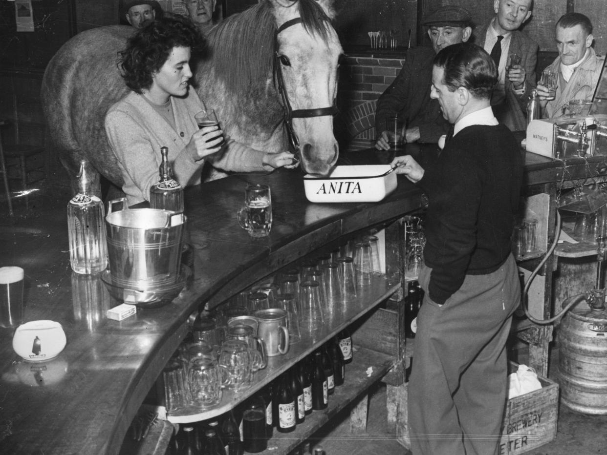 A horse at a bar