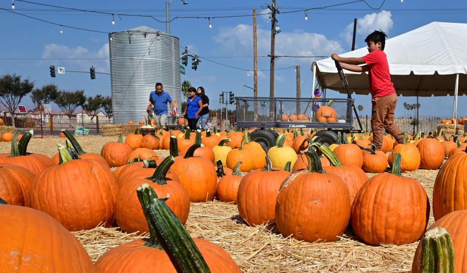 Families shop for pumpkins ahead of Halloween at an Ontario, California pumpkin patch on October 9, 2022.