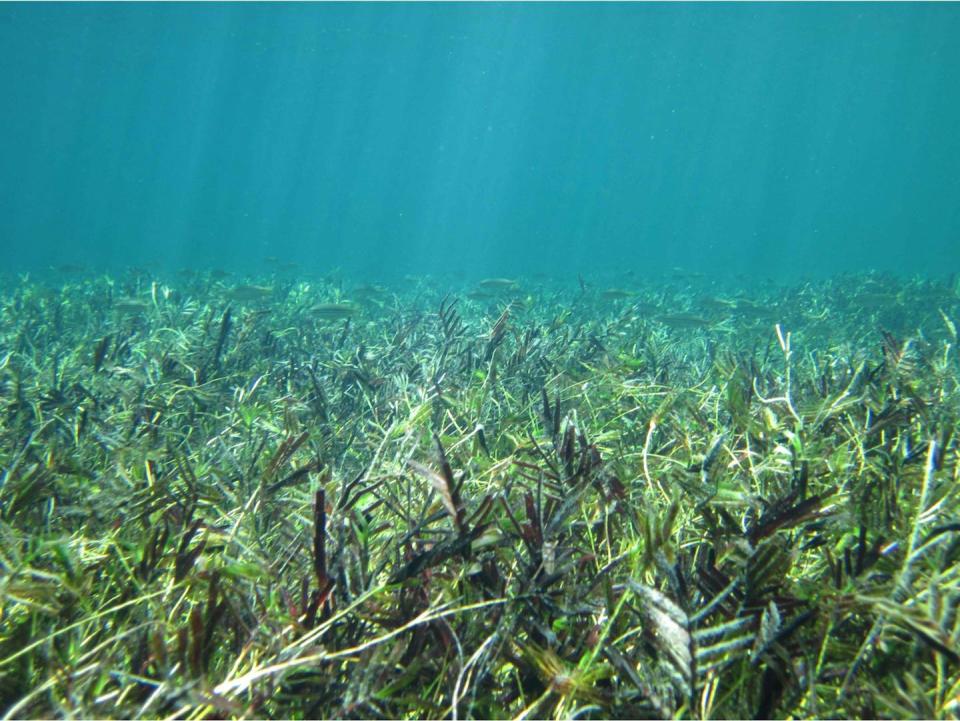 A thick carpet of grass under the water with light shining down from the surface.